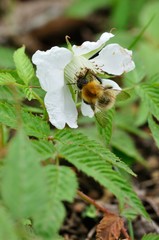 バライチゴと蜂