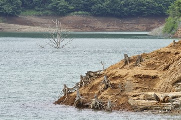 湖に現れた枯れ木