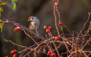 Sparrow on a branch
