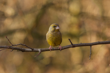 Obraz premium Greenfinch perched 
