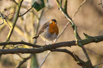 Robin at Sunset