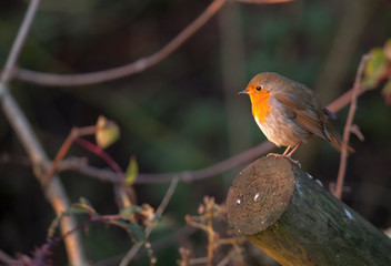 Robin looking