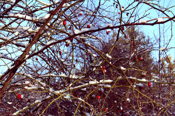 Winter rose - red berries in the middle of winter