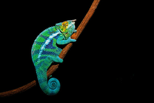 パンサーカメレオン　