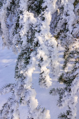 Softwoods under the snow