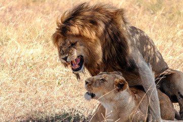 Naklejka premium Lions in Tanzania on a clear day