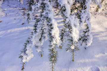 Softwoods under the snow