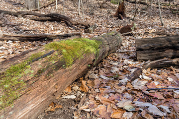 old fallen tree overgrown with moss in the autumn forest
