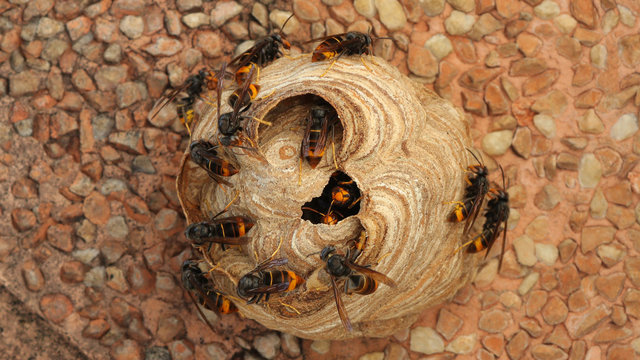 Nido de Vespa Velutina o avispa asi&aacute;tica en Cantabria, Espa&ntilde;a