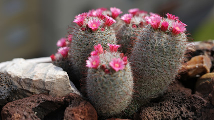 Cactus Mammillaria pseudoperbella