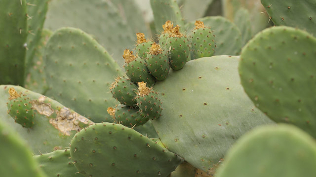 Flor de chumbera en Tenerife, Islas Canarias, Espa&ntilde;a