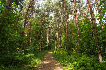 Sunlight in the green park, spring time. Spring nature background
