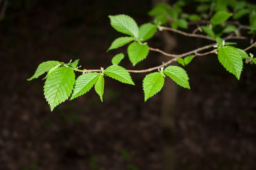green leaves of a tree
