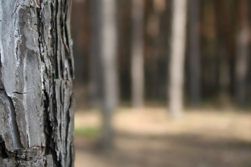 Fototapeta premium Pine and air