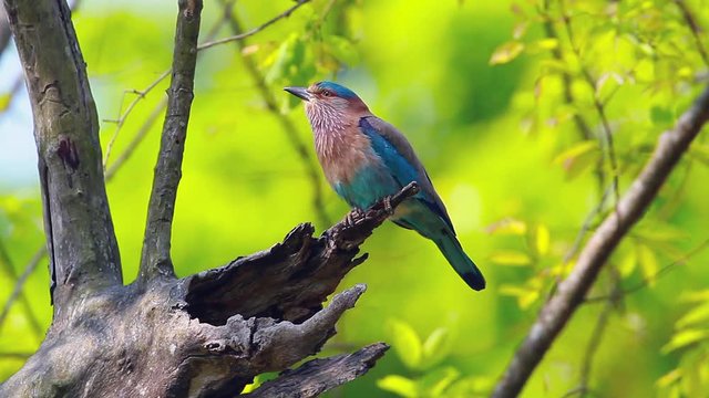 Indian roller couple with spread wings in Bardia national park, Nepal - specie Coracias benghalensis family of Coraciidae