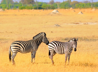 Fototapeta na wymiar Two Burchell Zebra standing on the dry yellpw grass plains in Hwange National Park, Zimbabwe