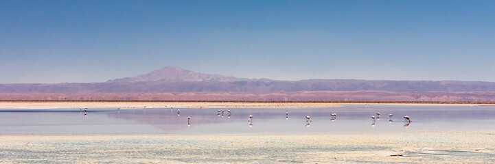 Laguna Chaxa, Atacama Desert, Chile. South America.