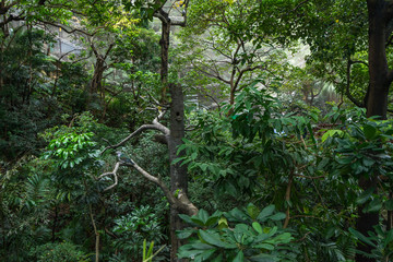 Fototapeta premium Edward Youde Aviary at the Hong Kong Park features a collection exotic and tropical birds, Hong Kong