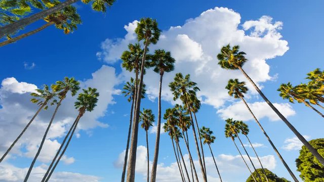 Clouds passing over palm trees in Venice Beach, Los Angeles. Southern California, USA. Time lapse effect
