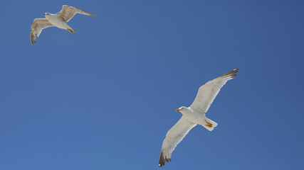 Gaviotas en la playa de Samil, Vigo, Pontevedra, España