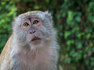 Obraz premium Monkey Face