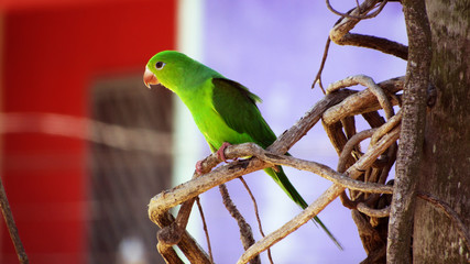 Passaro 