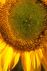 closeup of sunflower