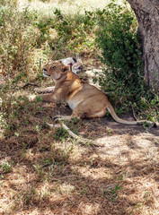 Naklejka na ściany i meble Lions in Tanzania on a clear day