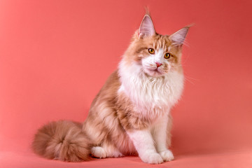 Portrait of red and white maine coon kitten on pink background, toned, isolated.