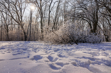 Trees under snow