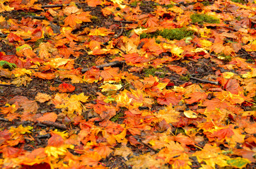 Red and Orange Autumn Leaves Background