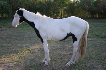 white black foal