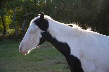 white black foal