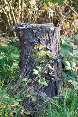 tree stump in meadow