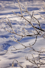 Trees under snow