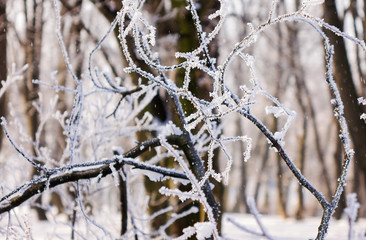 Trees under snow