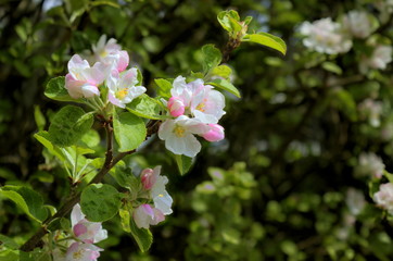 weiße und rosa Apfelblüten an einem Zweig im Frühling