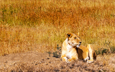 Lions in Tanzania on a clear day