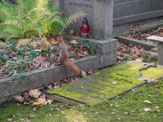 Squirrel on the cemetery