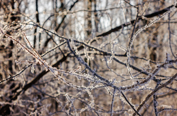 Trees under snow
