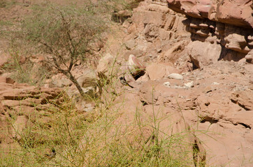 Wandern in der Wüste