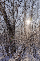 Trees under snow