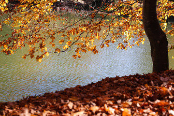 Tree with golden autumn leaves near pond