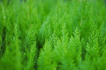 Fototapeta premium Thuja small coniferous ornamental plant green background