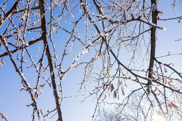 crown tree in winter