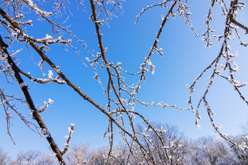 crown tree in winter