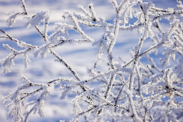 Trees under the snow