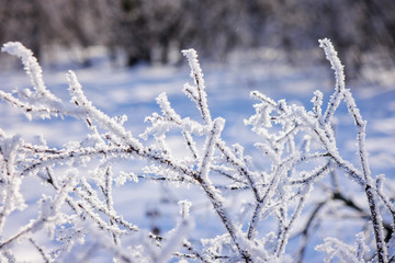 Trees under the snow
