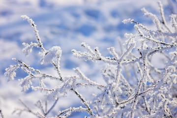 Frozen naked branches