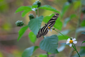 Butterfly in Florida